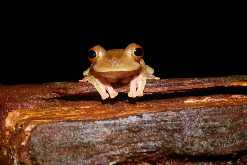 Katak di dahan saat pengamatan malam