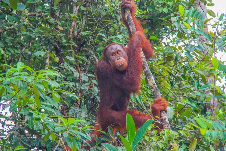 Orang utan antara pokok di Semenggoh